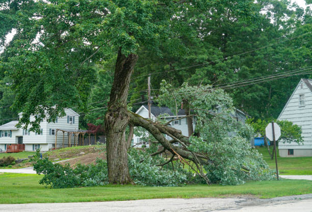 Best Tree Health Inspection  in Moodys, OK