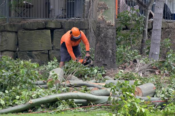 Best Tree and Shrub Care  in Moodys, OK