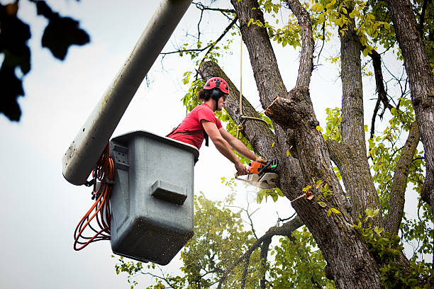 Best Emergency Tree Removal  in Moodys, OK
