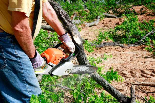 Best Hazardous Tree Removal  in Moodys, OK